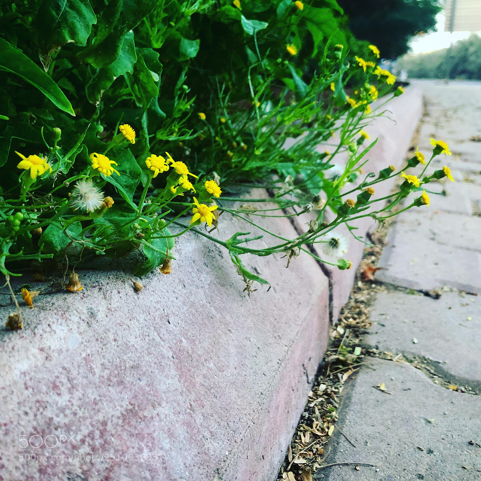 Apple iPhone 8 sample photo. Small yellow flowers  photography