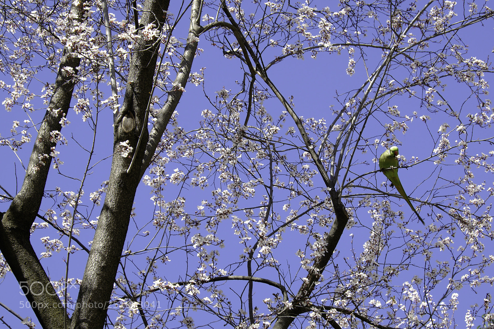 Fujifilm X-T1 sample photo. And a parakeet in photography