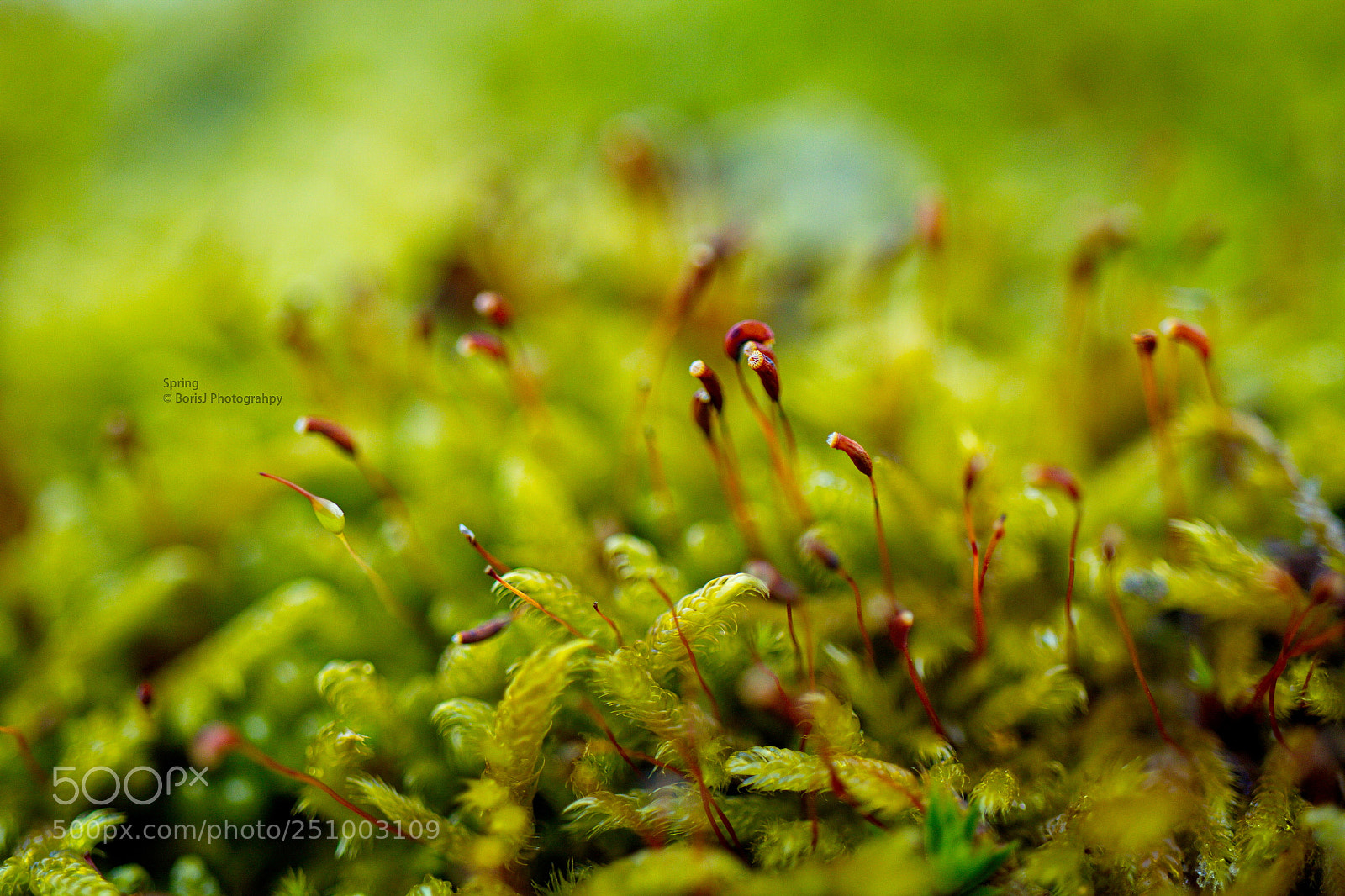Canon EF-S 35mm F2.8 Macro IS STM sample photo. Spring photography