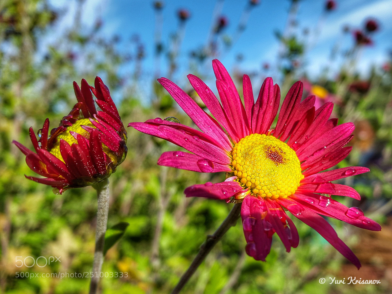 Samsung Galaxy Alpha sample photo. Aster after rain photography