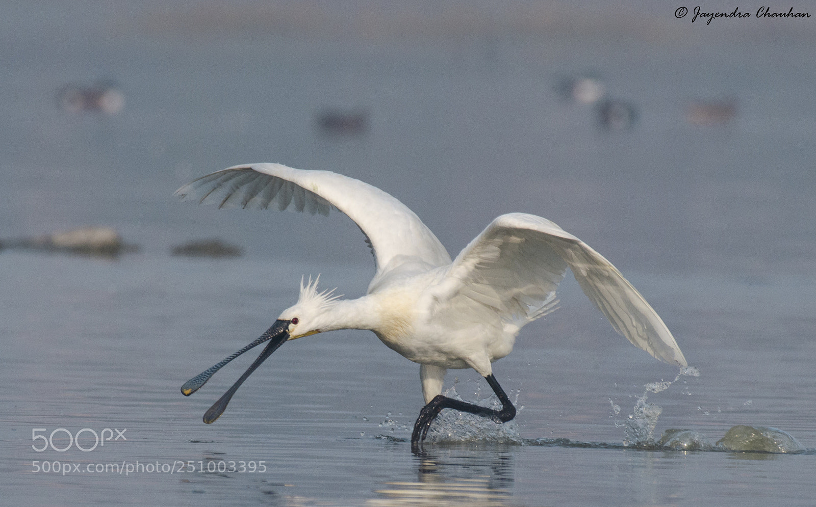 Nikon D5100 sample photo. Spoonbill photography