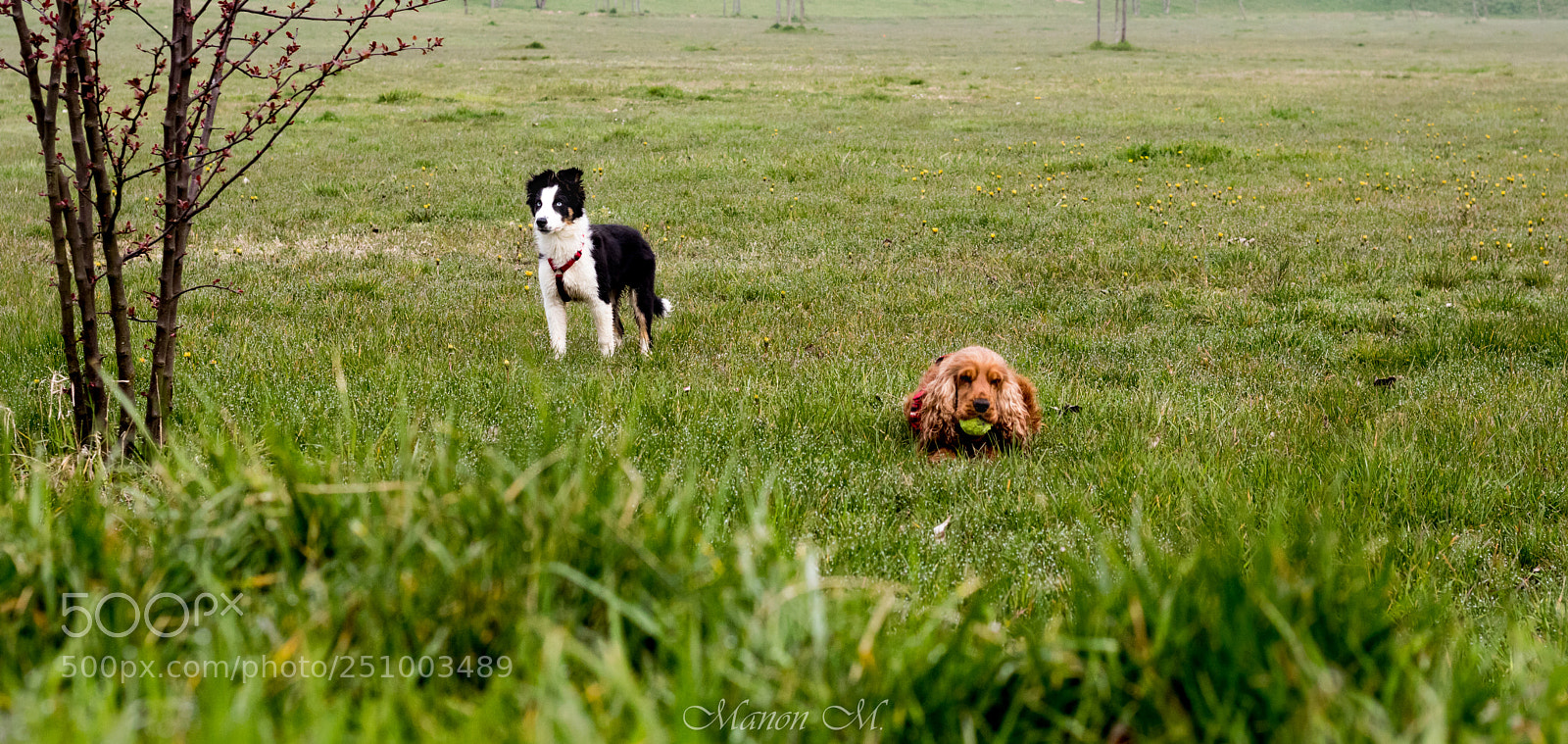 Canon EOS 750D (EOS Rebel T6i / EOS Kiss X8i) sample photo. Little dogs on the photography