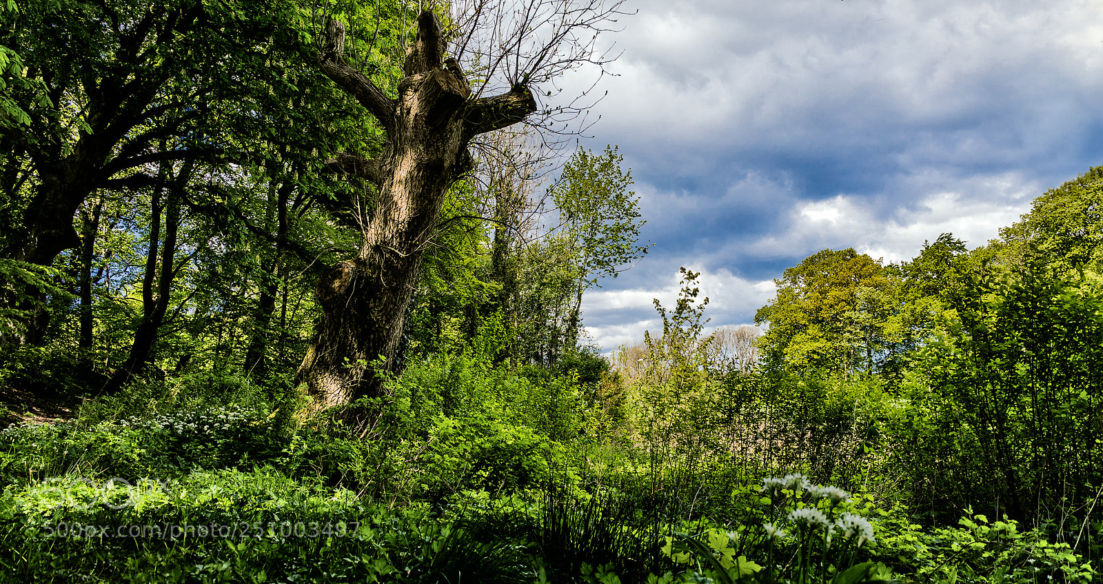 Sony ILCA-77M2 sample photo. My friend the tree photography