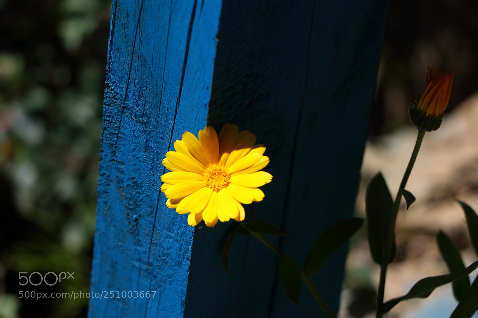Canon EOS 70D sample photo. 野菊花 photography