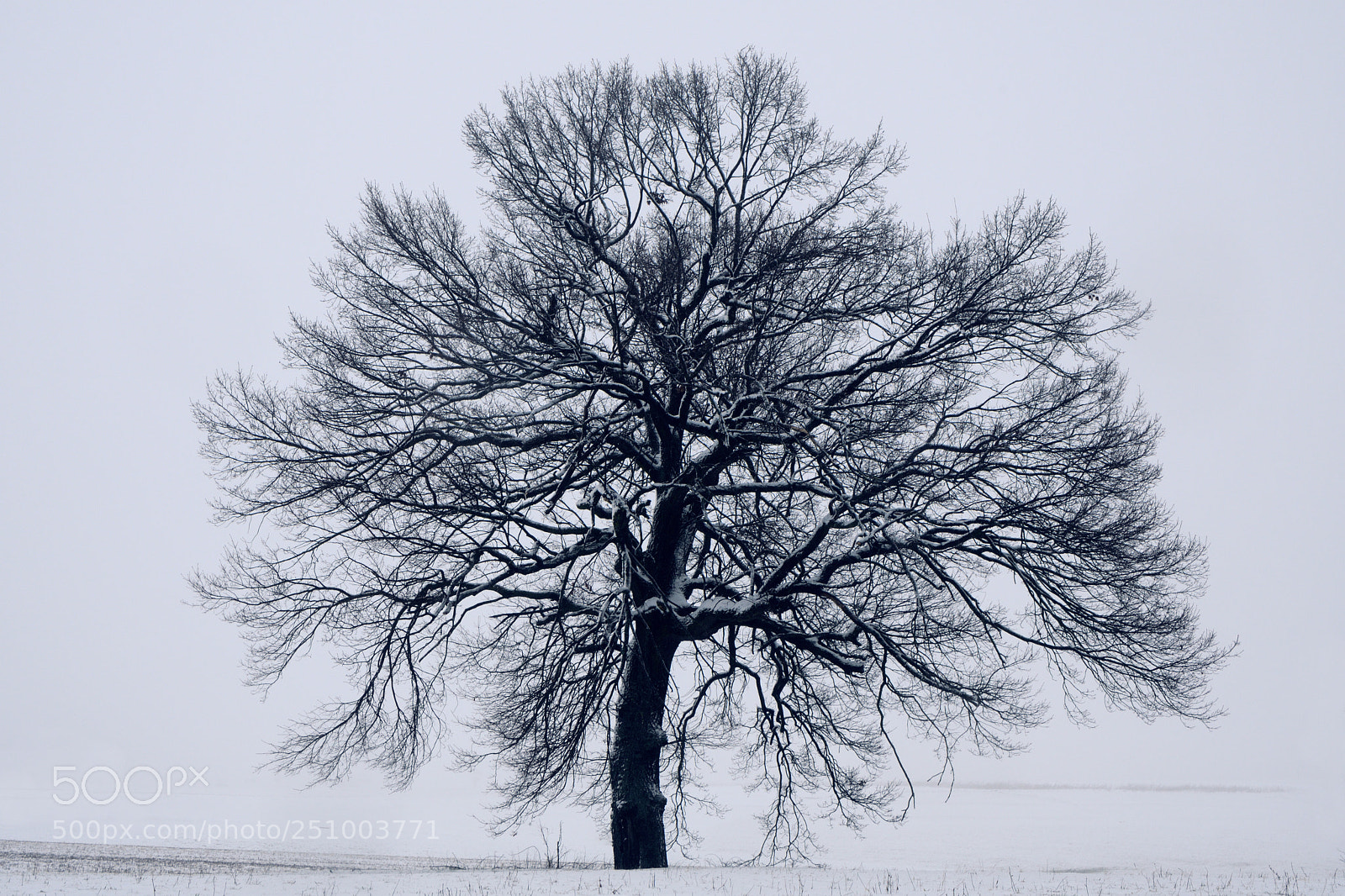 Nikon D7500 sample photo. Single organism photography
