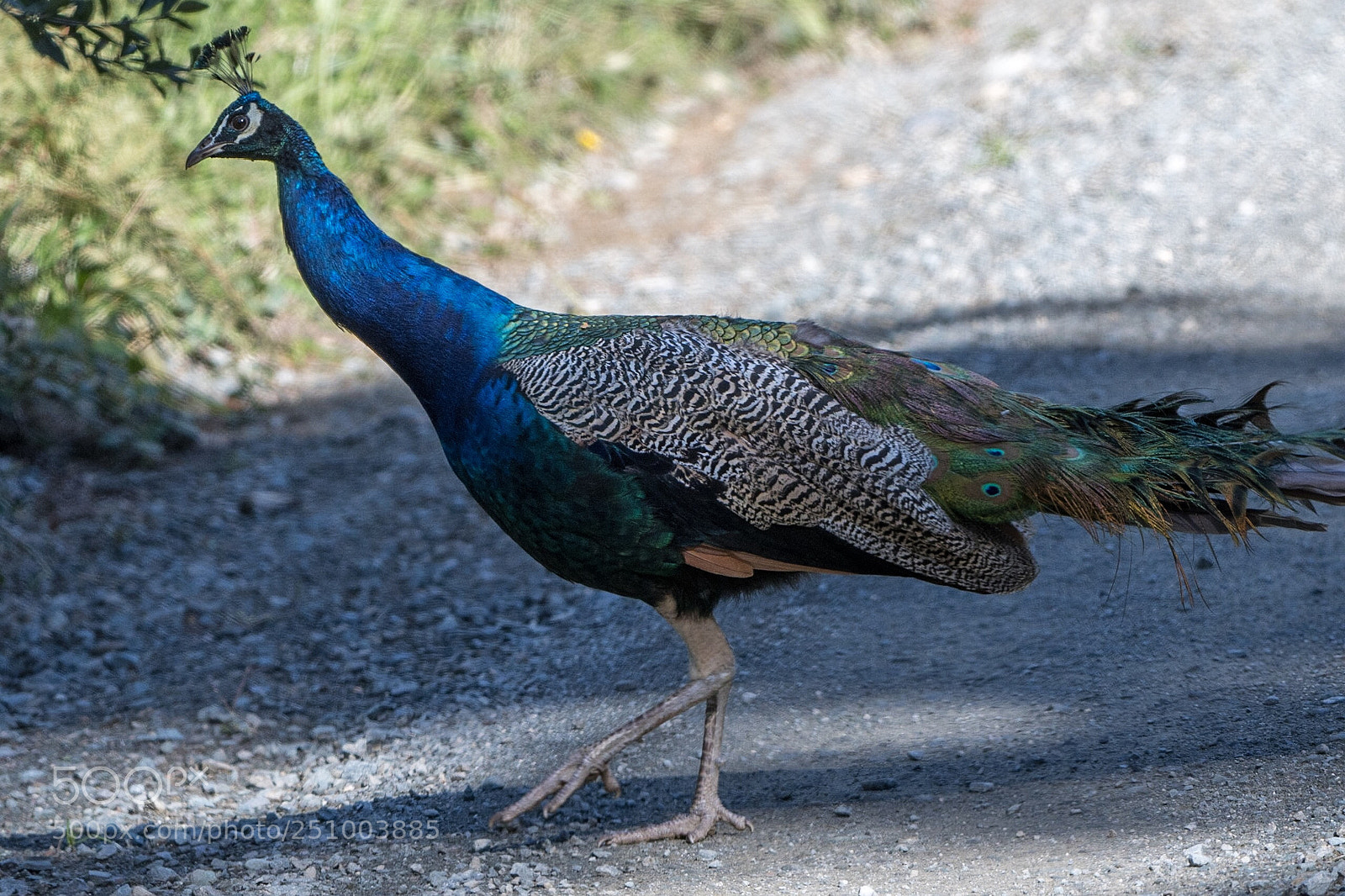 Nikon D500 sample photo. Peafowl ♂(peacock)
pavo cristatus  photography