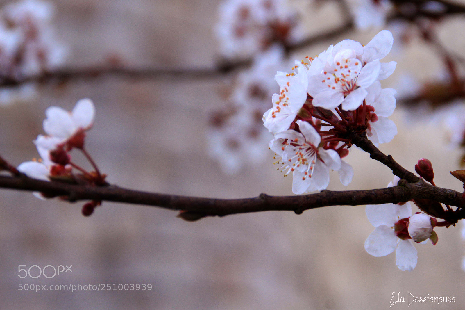 Canon EOS 700D (EOS Rebel T5i / EOS Kiss X7i) sample photo. Img photography