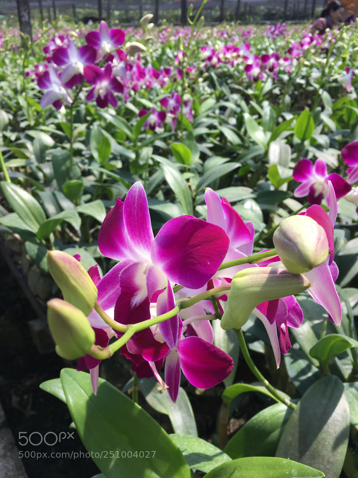 Apple iPhone 6s sample photo. Orchidaceae photography
