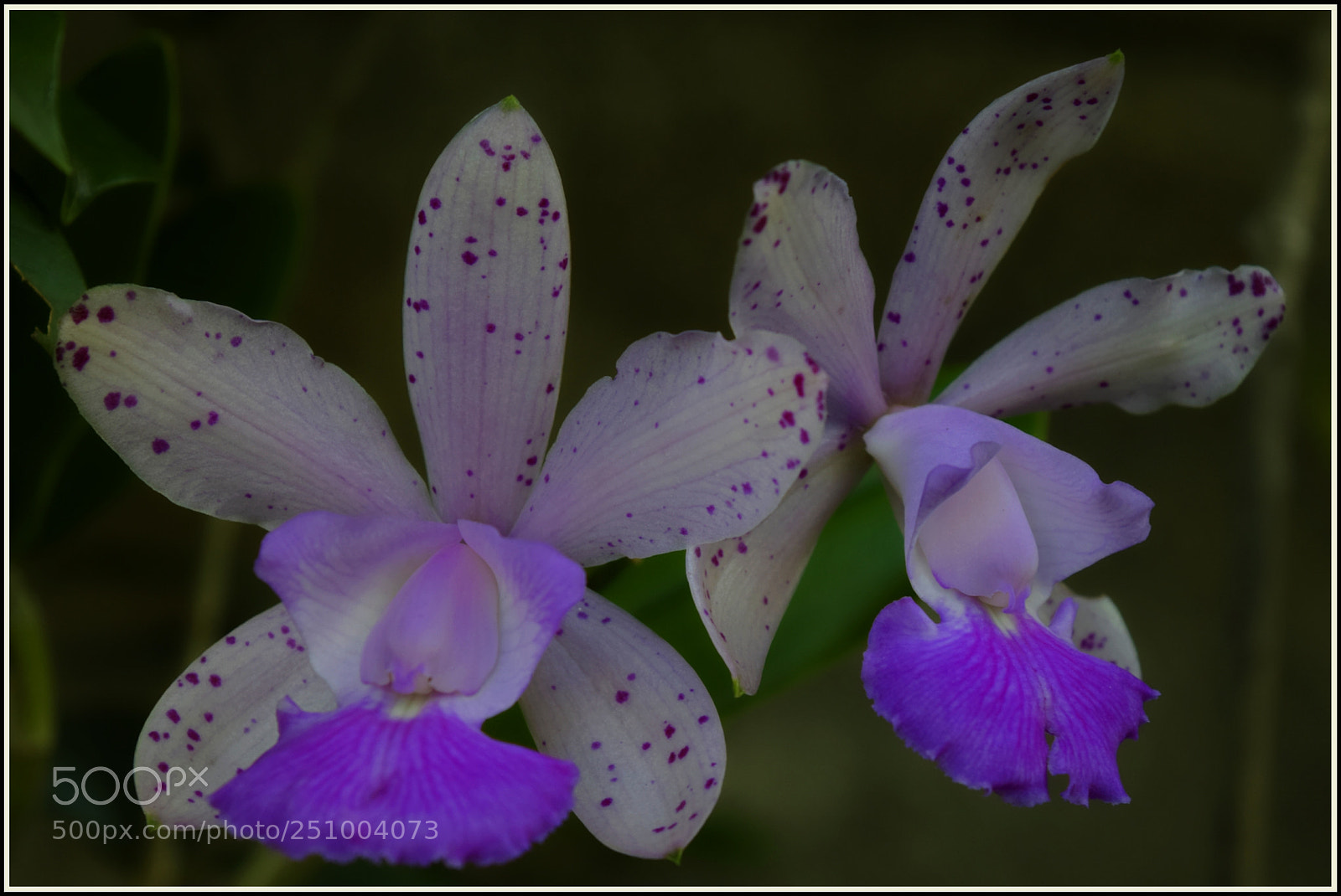 Nikon D5300 sample photo. "bonjuxuxu... photography