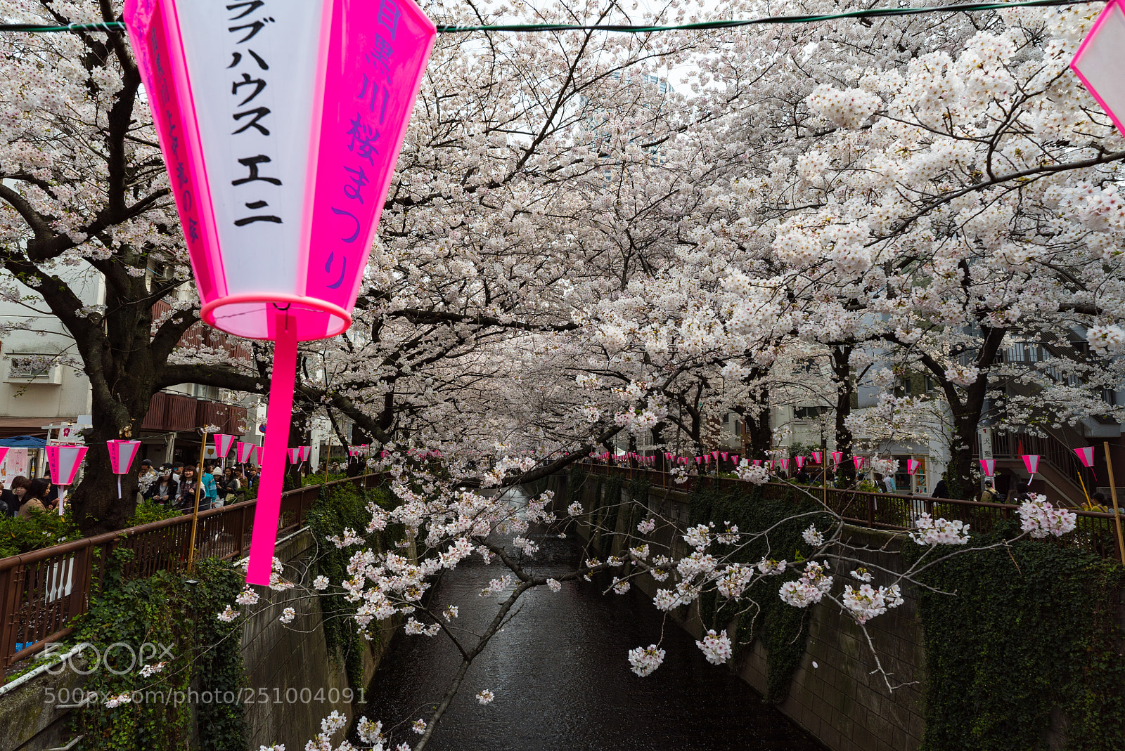 Sony a7S sample photo. Hanami @ meguro river photography
