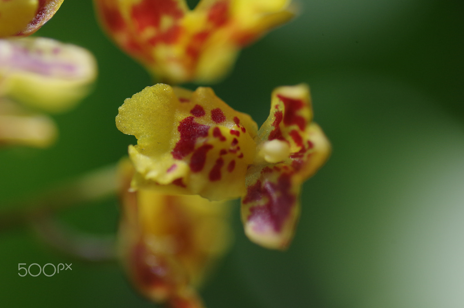 Pentax smc D-FA 100mm F2.8 Macro WR sample photo. Orchid  - yellow and red photography