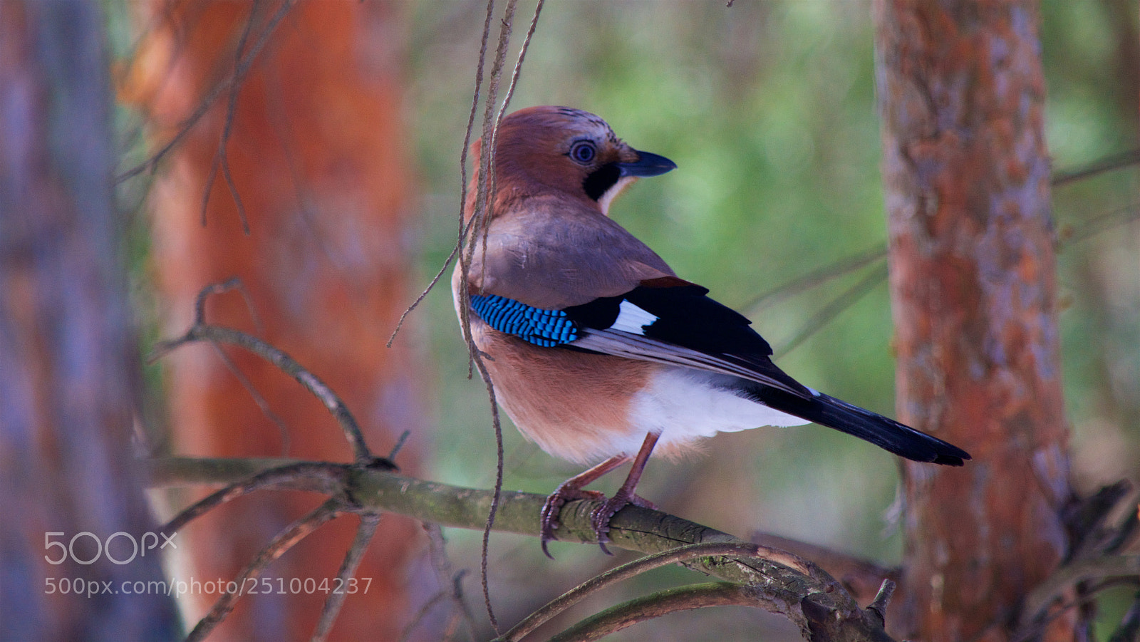 Nikon D5100 sample photo. Jay photography