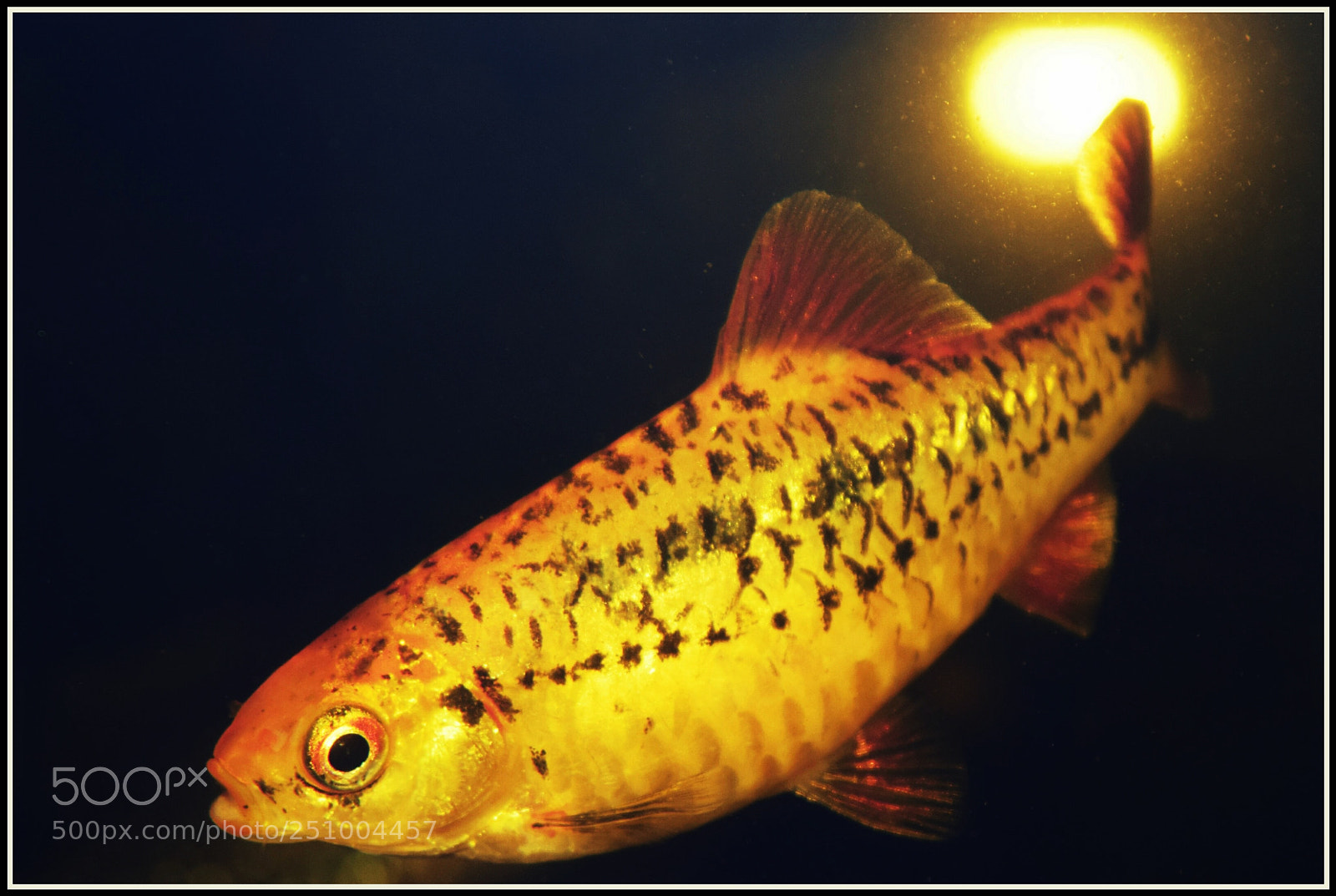 Nikon D5300 sample photo. "oi!" photography