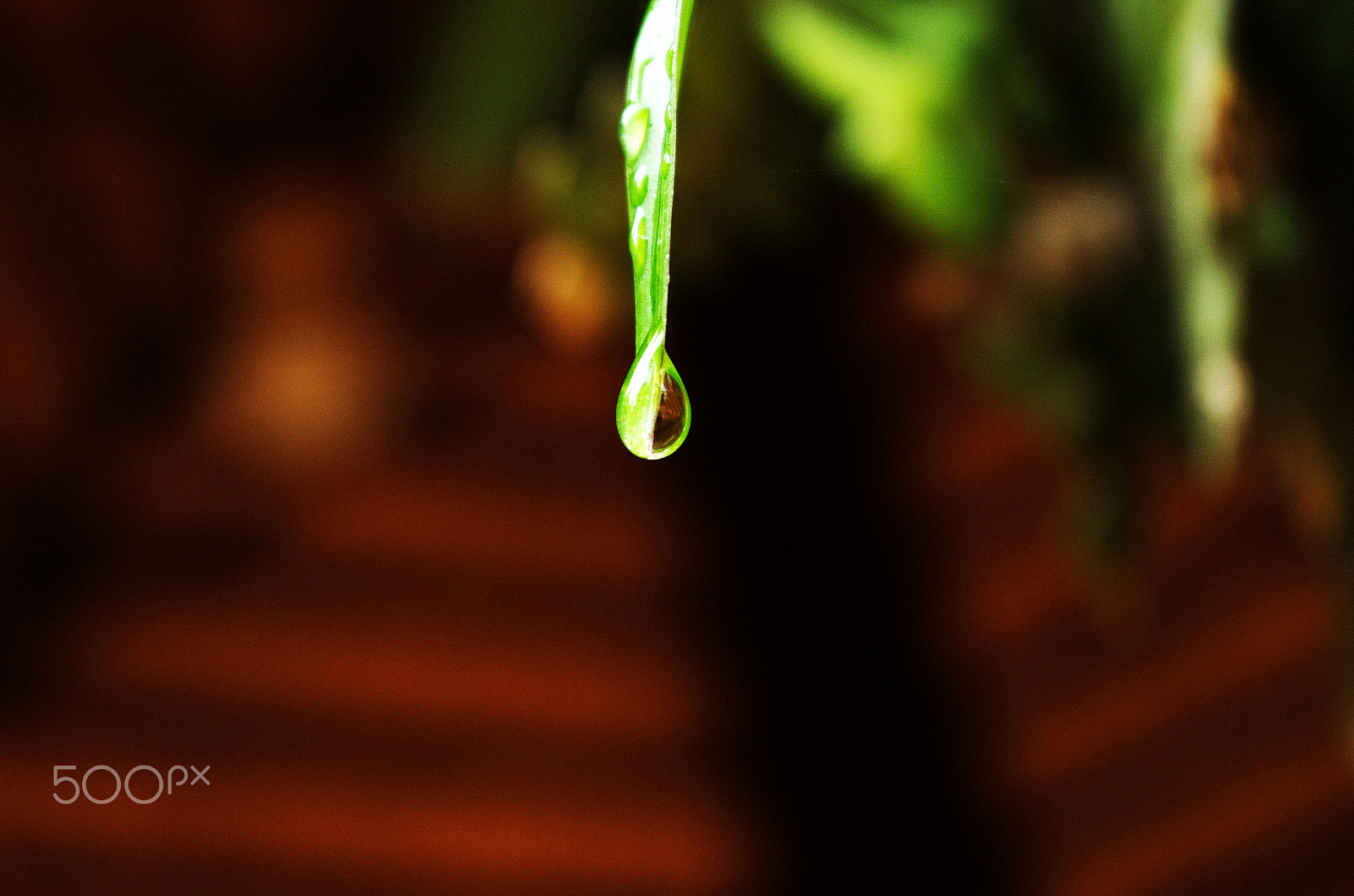 Pentax smc DA 18-55mm F3.5-5.6 AL WR sample photo. Drop dew photography