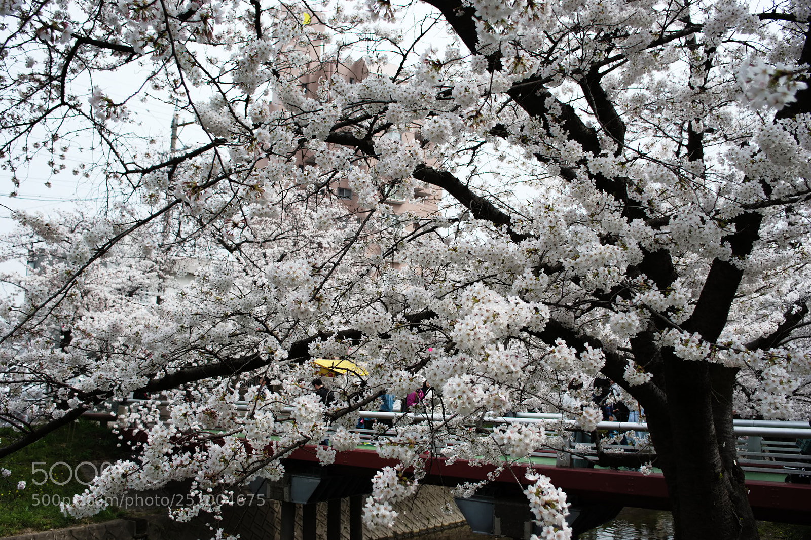 Pentax K200D sample photo. Visit in spring a photography