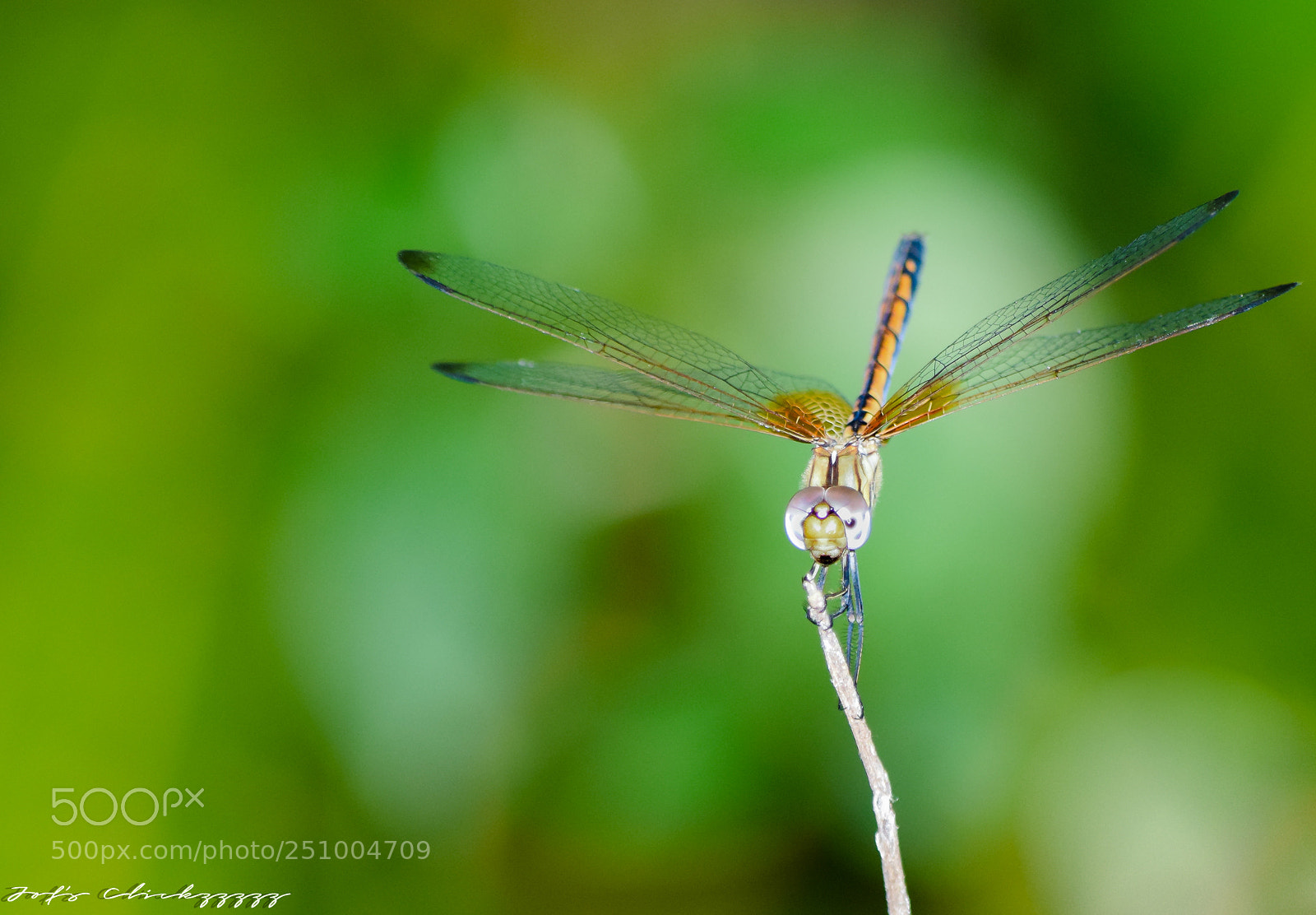 Nikon D5300 sample photo. Alone in nature photography