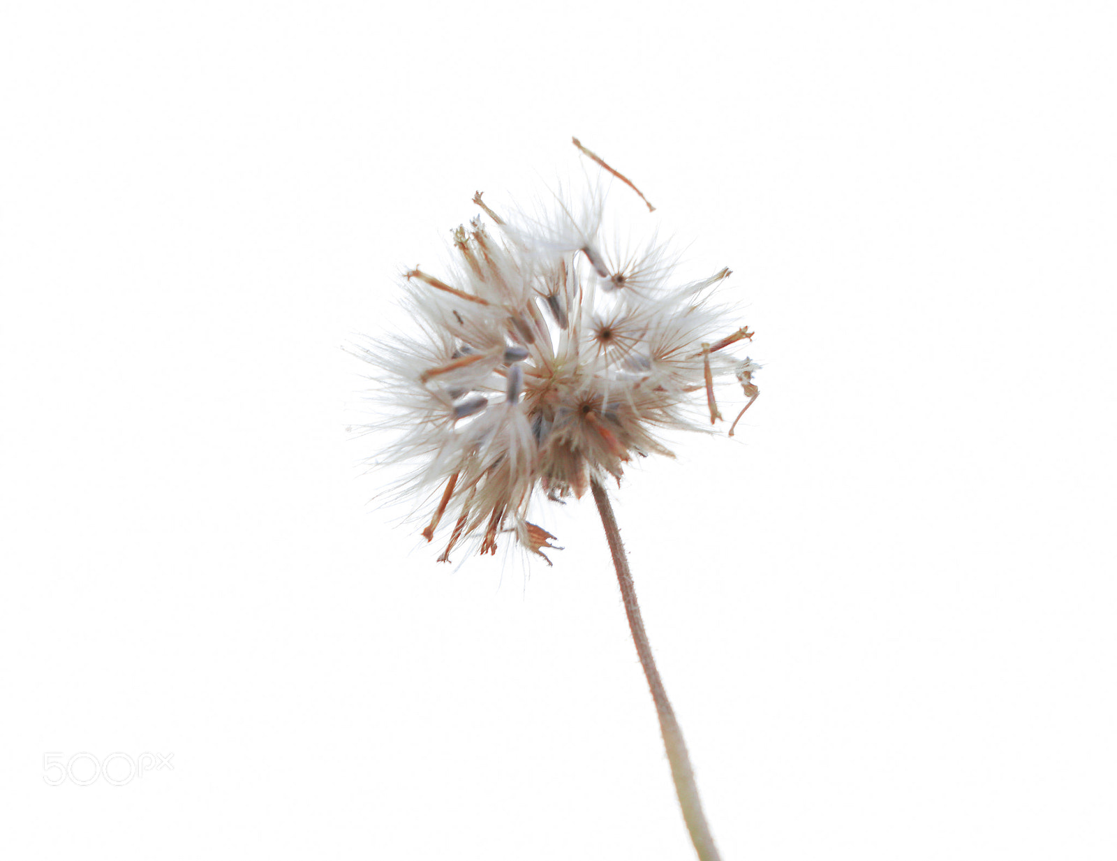 Canon EOS 80D sample photo. The flow flower photography
