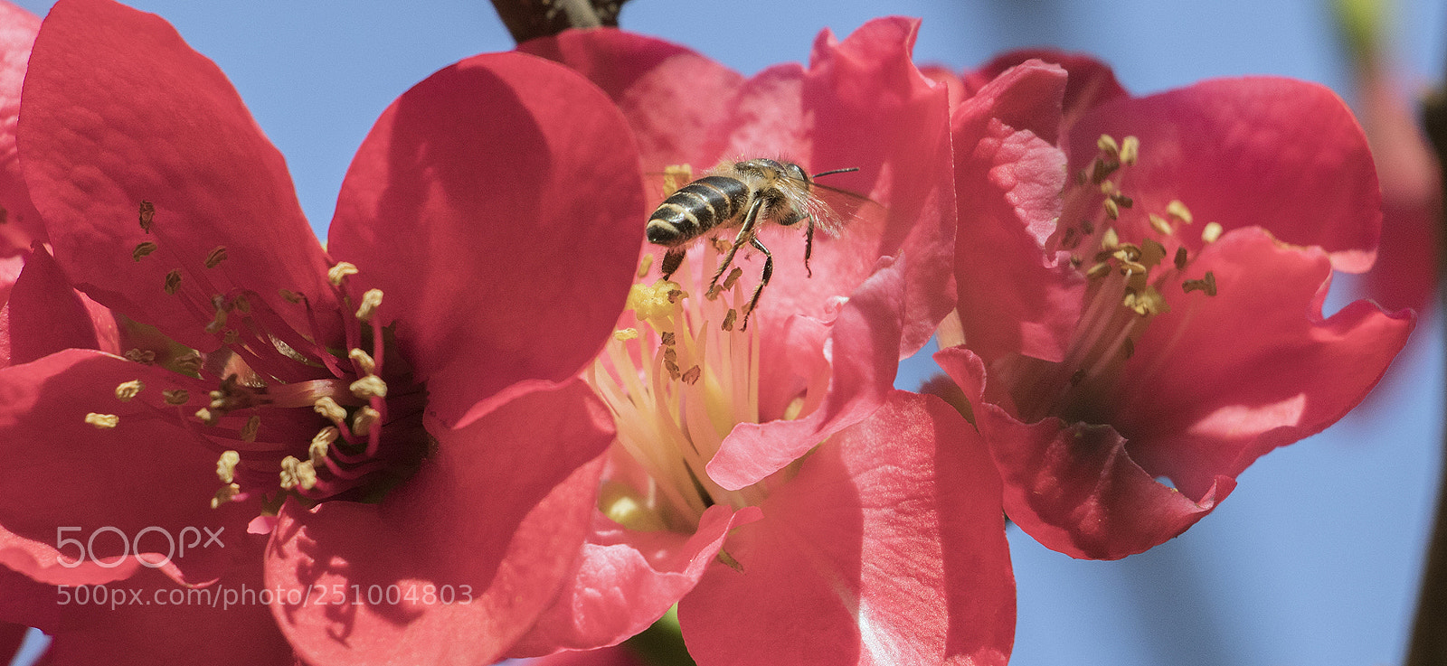 Canon EOS 80D sample photo. Busy bee Ⅸ photography