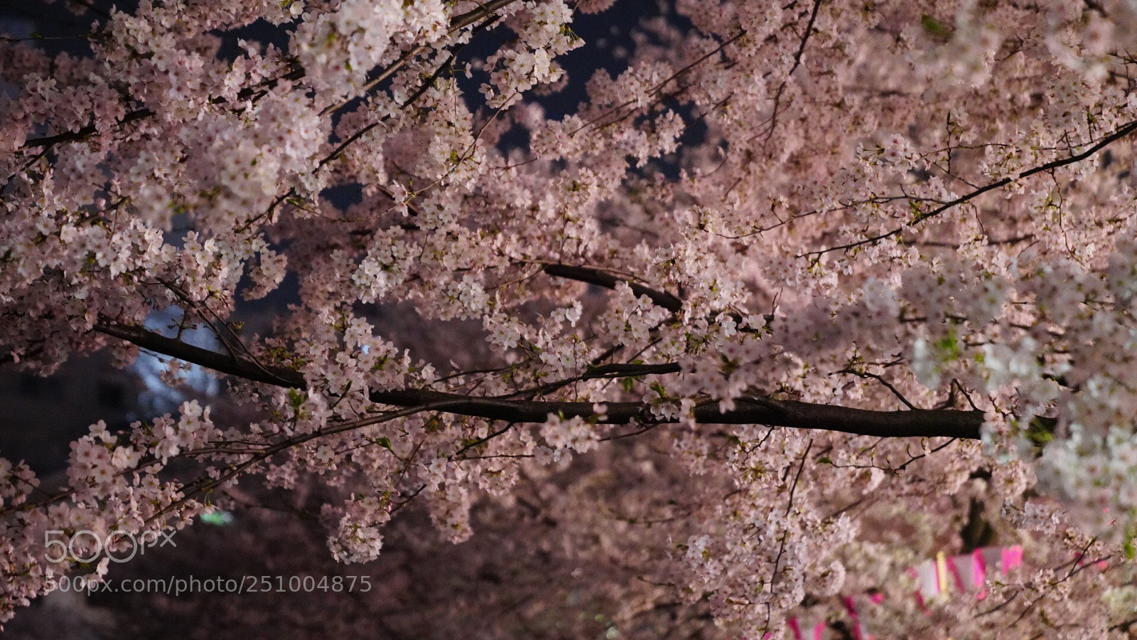 Sony a7R III sample photo. Untitled photography