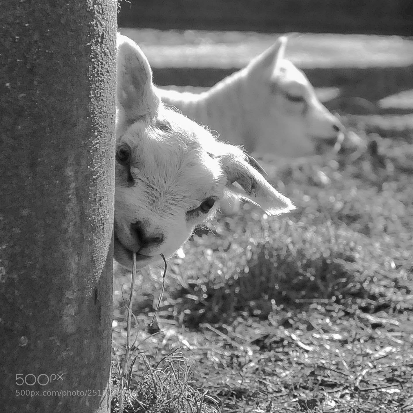 Nikon D300 sample photo. Piekaboo photography