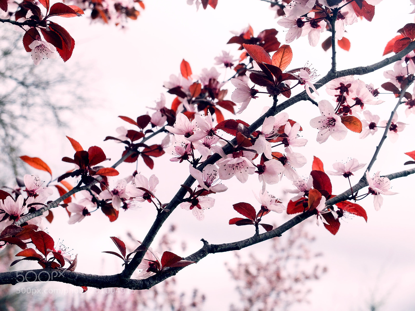 Fujifilm X20 sample photo. Spring photography