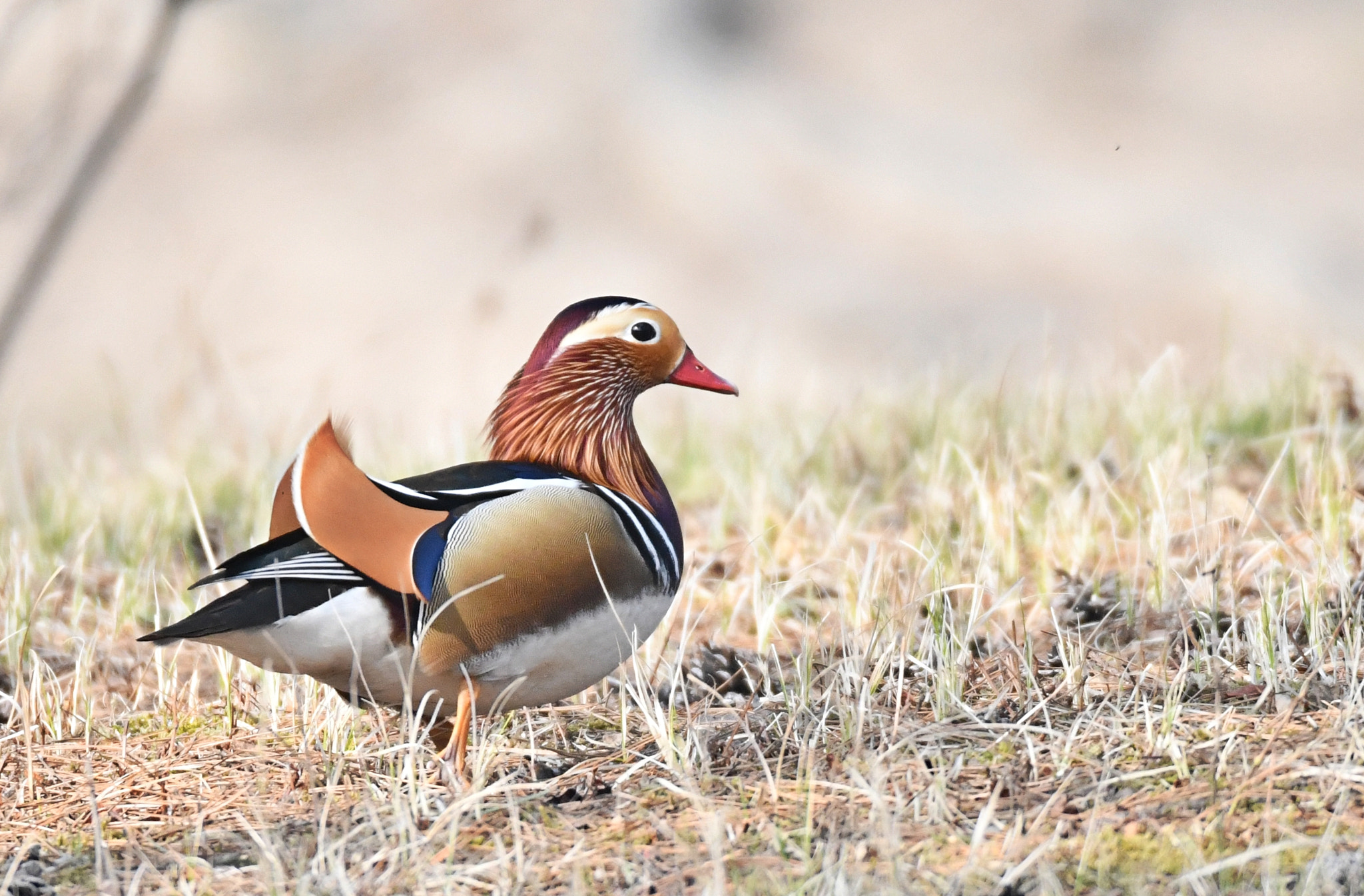 Nikon D850 + Sigma 150-600mm F5-6.3 DG OS HSM | S sample photo. Mandarin duck photography