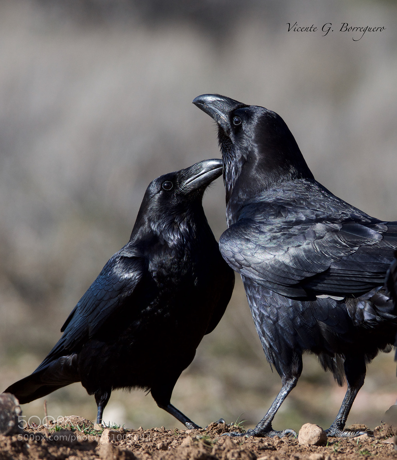 Nikon D7200 sample photo. Corvus corax photography