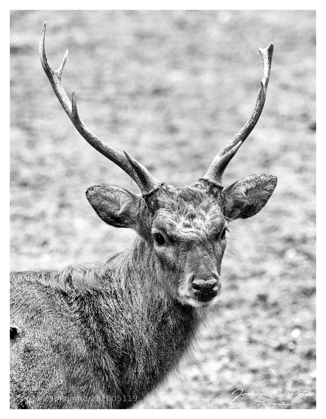 Canon EOS 6D Mark II sample photo. Portrait of a deer photography