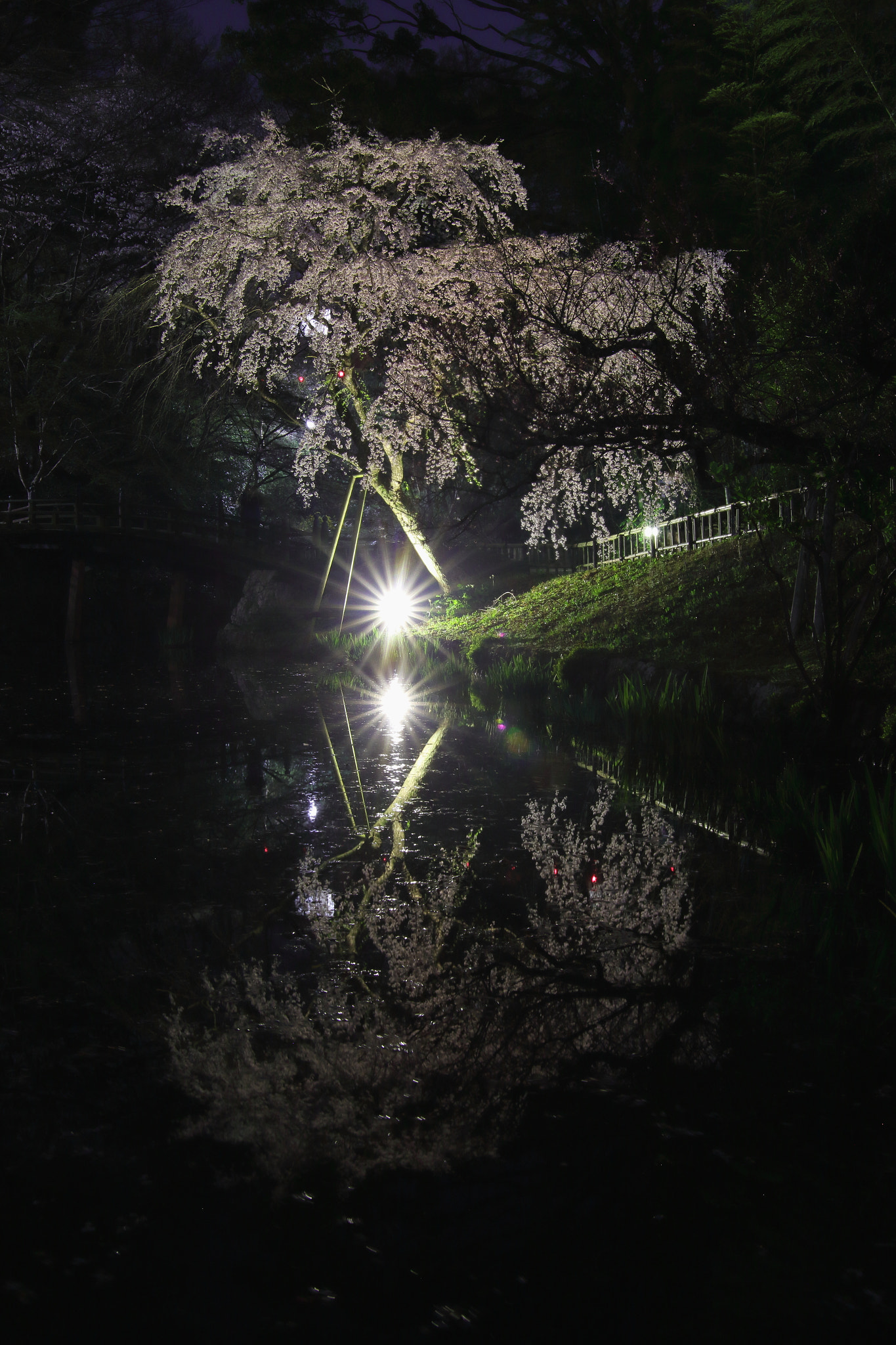 Canon EOS 7D Mark II + Sigma 24mm F1.4 DG HSM Art sample photo. Sakura photography