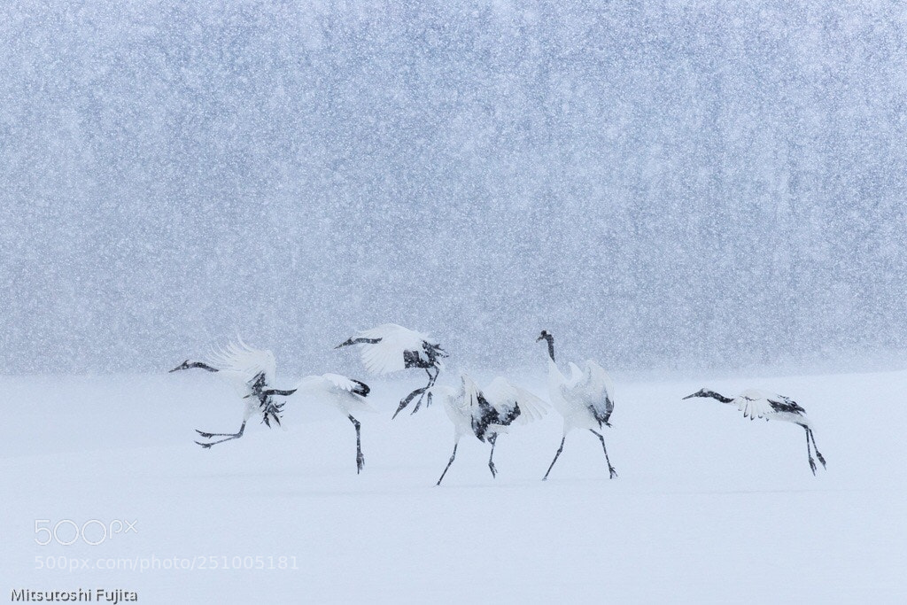 Canon EOS-1D X Mark II sample photo. White world photography