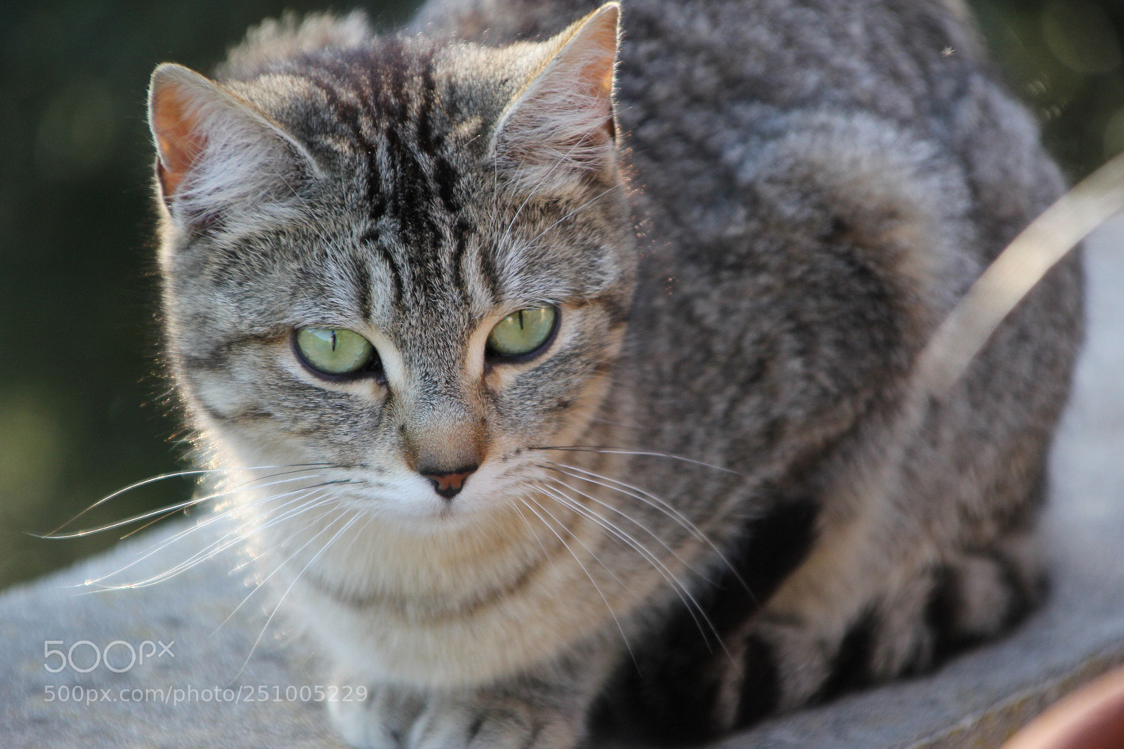 Canon EOS 60D sample photo. ? photography