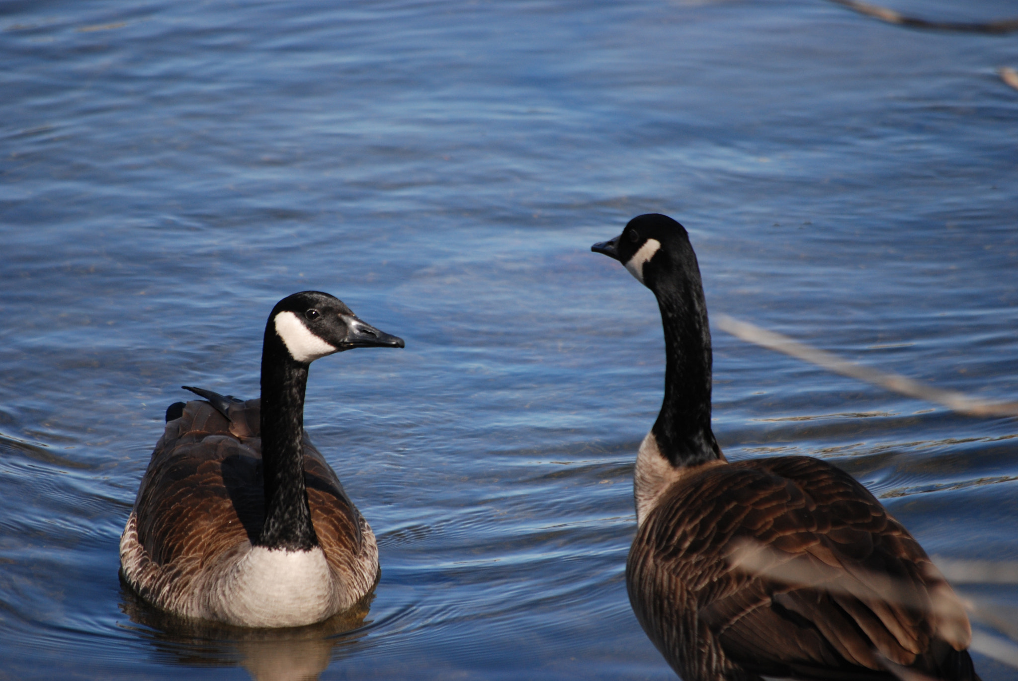 Nikon D80 sample photo. Hei, whats up? photography