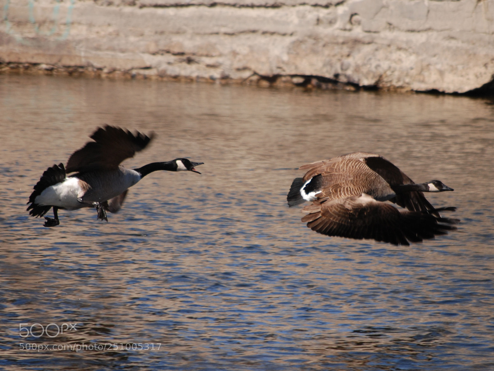 Nikon D80 sample photo. Gees geese photography