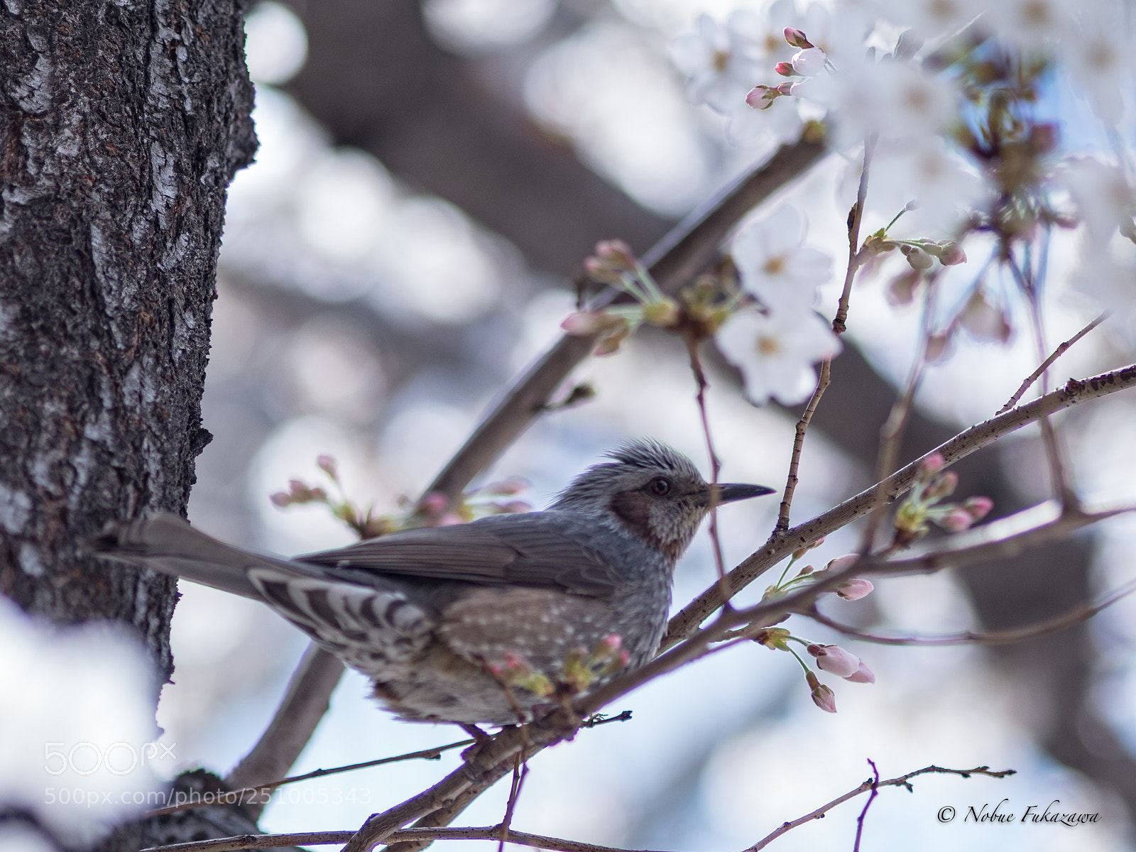 Olympus OM-D E-M1 Mark II sample photo. Cherry blossoms and brown photography
