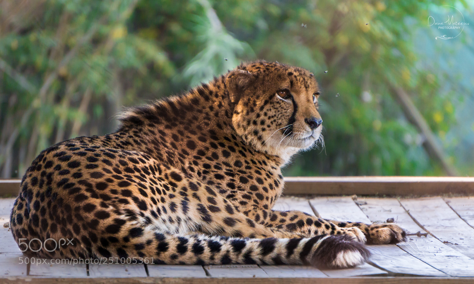 Sony a6000 sample photo. Cheetah ii photography