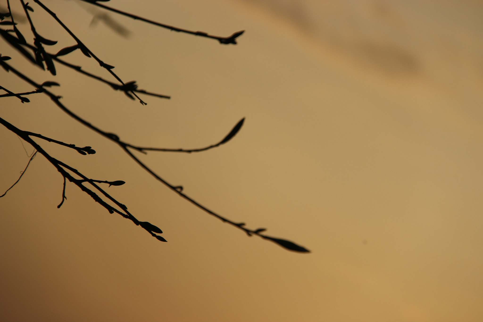 Canon EF-S 18-200mm F3.5-5.6 IS sample photo. 夕阳西下，榕树新芽 photography