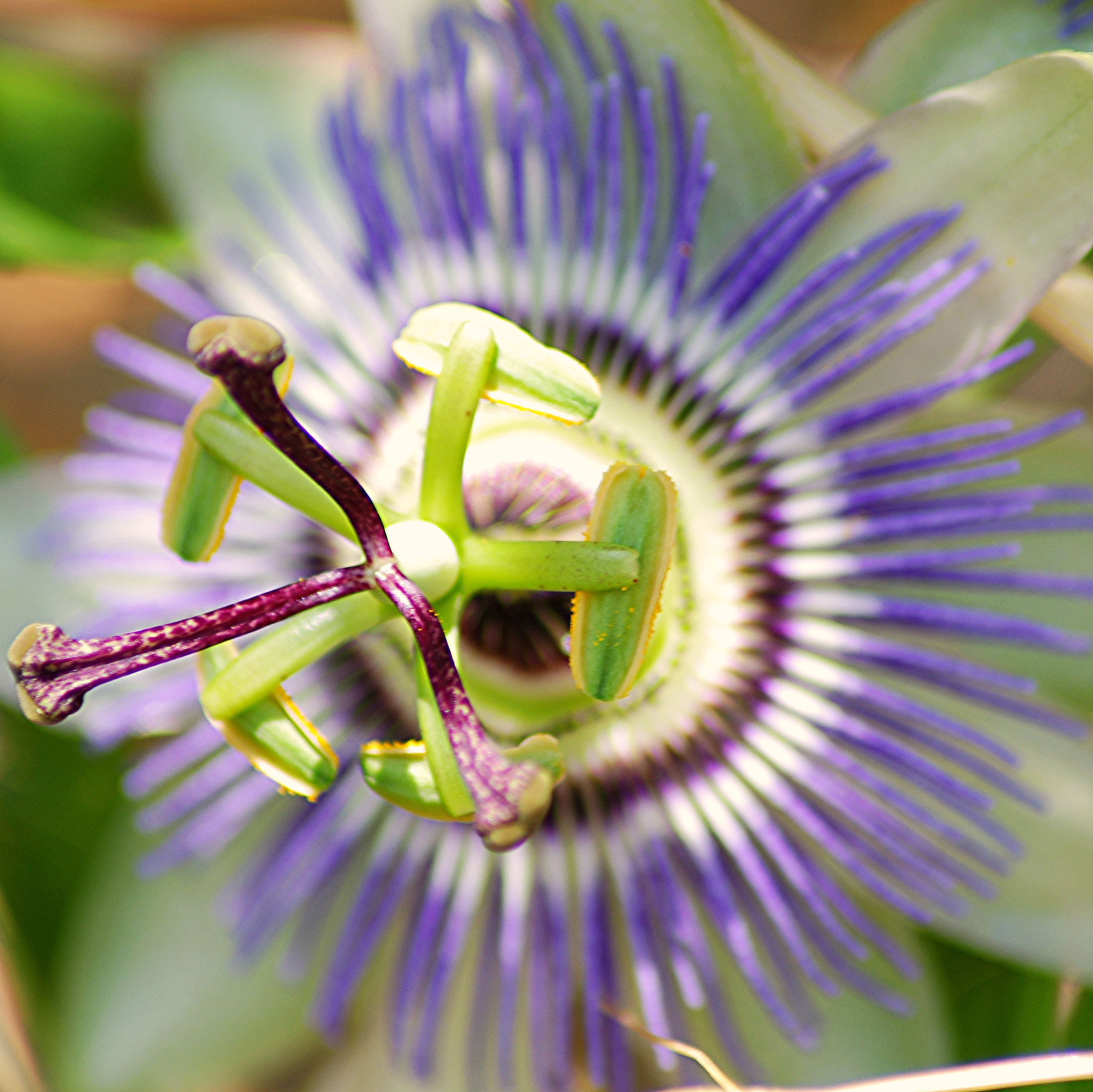 Tamron AF 70-300mm F4-5.6 LD Macro 1:2 sample photo. Passion flower photography