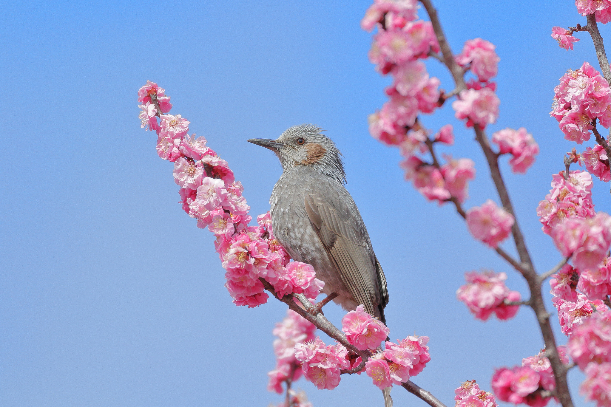 Canon EOS 7D Mark II sample photo. 桜ヒヨ 7i2a0321 photography