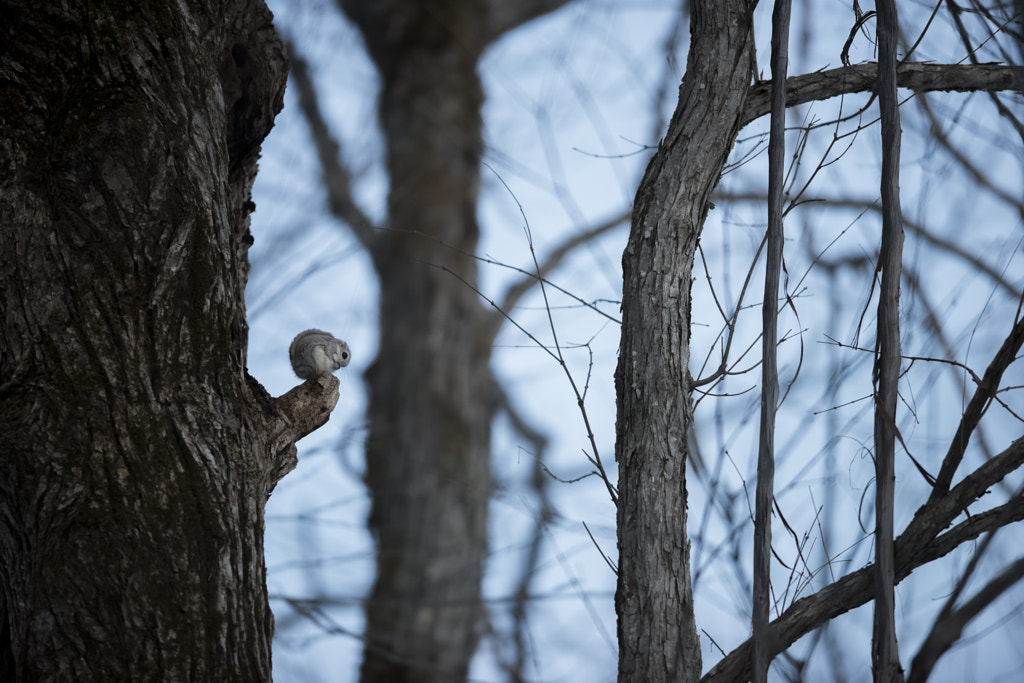 500px.comのKousuke ToyoseさんによるFlying Squirrel エゾモモンガ