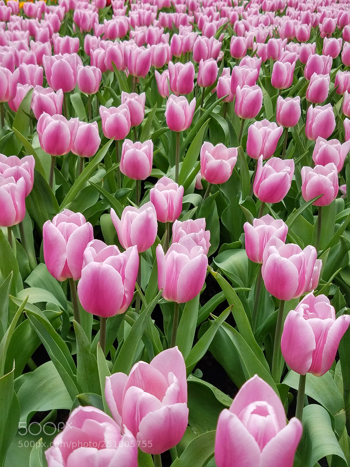 Samsung Galaxy S7 Edge sample photo. Flowers photography