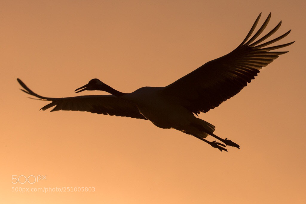 Canon EOS-1D X sample photo. Vermillion sky photography