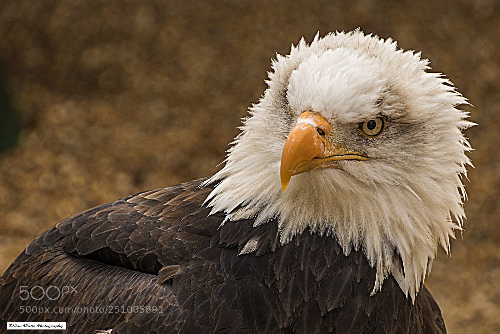 Canon EOS 750D (EOS Rebel T6i / EOS Kiss X8i) sample photo. Bald eagle head and photography