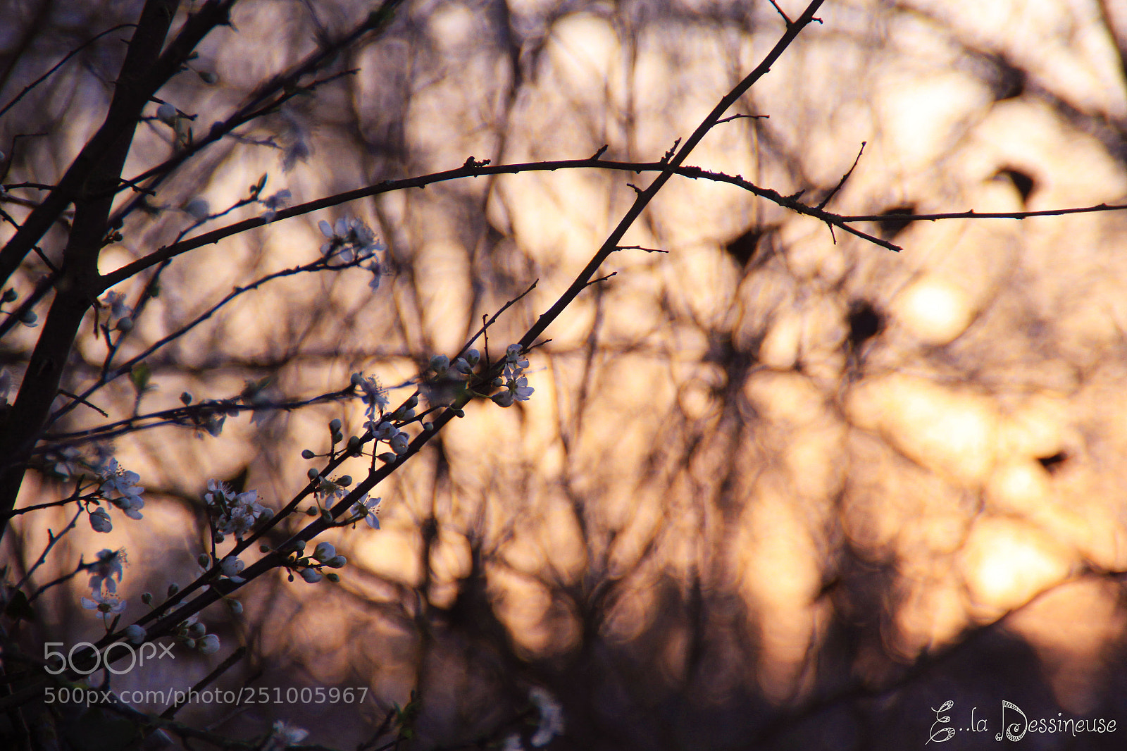 Canon EOS 700D (EOS Rebel T5i / EOS Kiss X7i) sample photo. Img photography