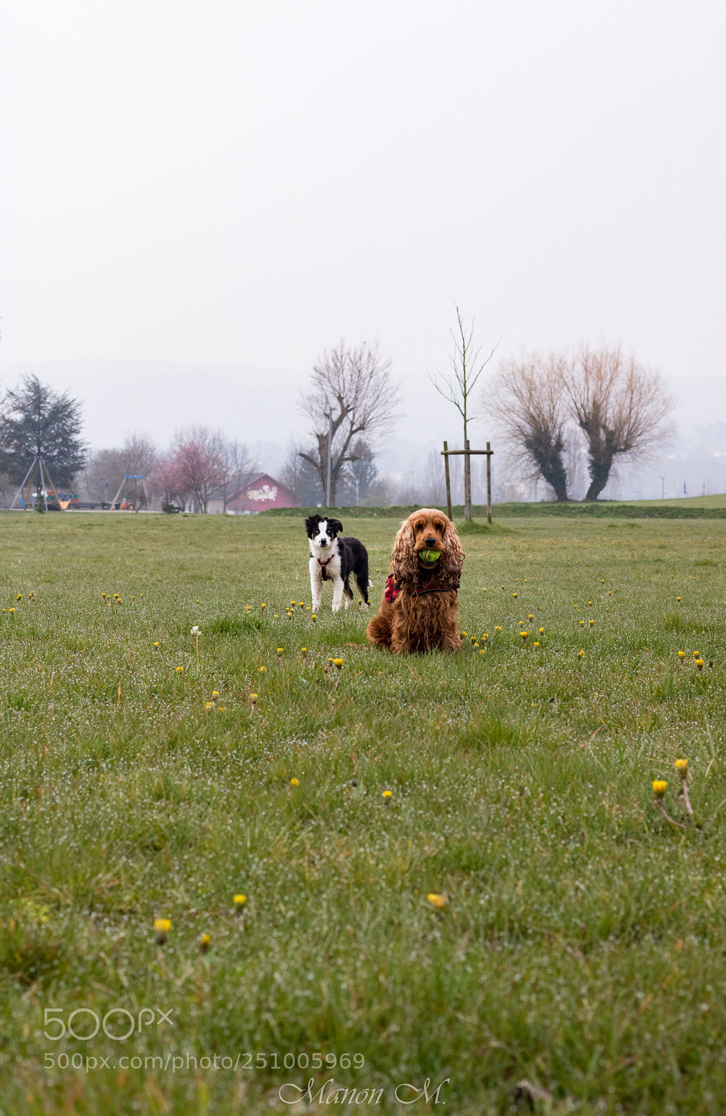 Canon EOS 750D (EOS Rebel T6i / EOS Kiss X8i) sample photo. Little dogs on the photography