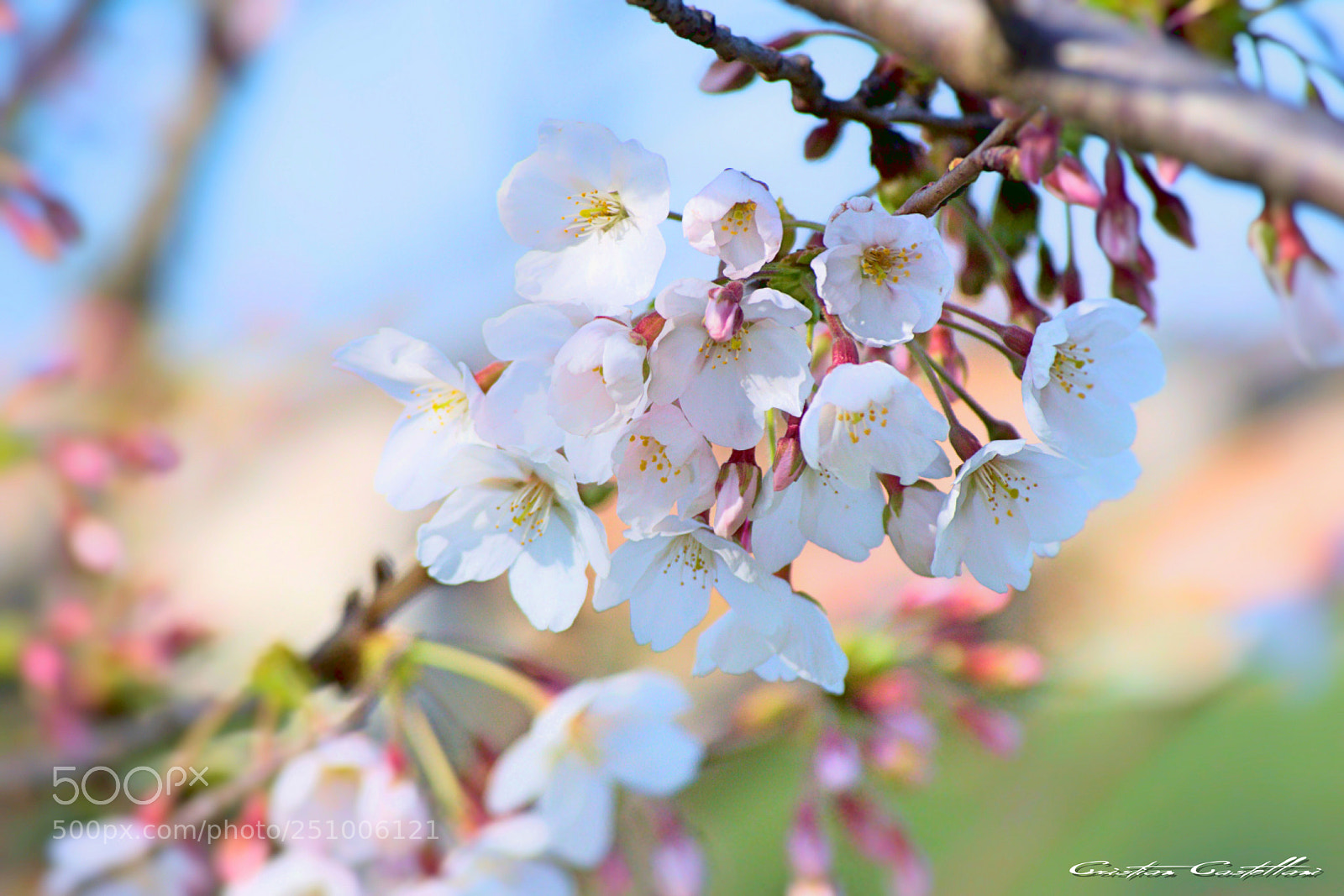 Nikon D3300 sample photo. Untitled photography
