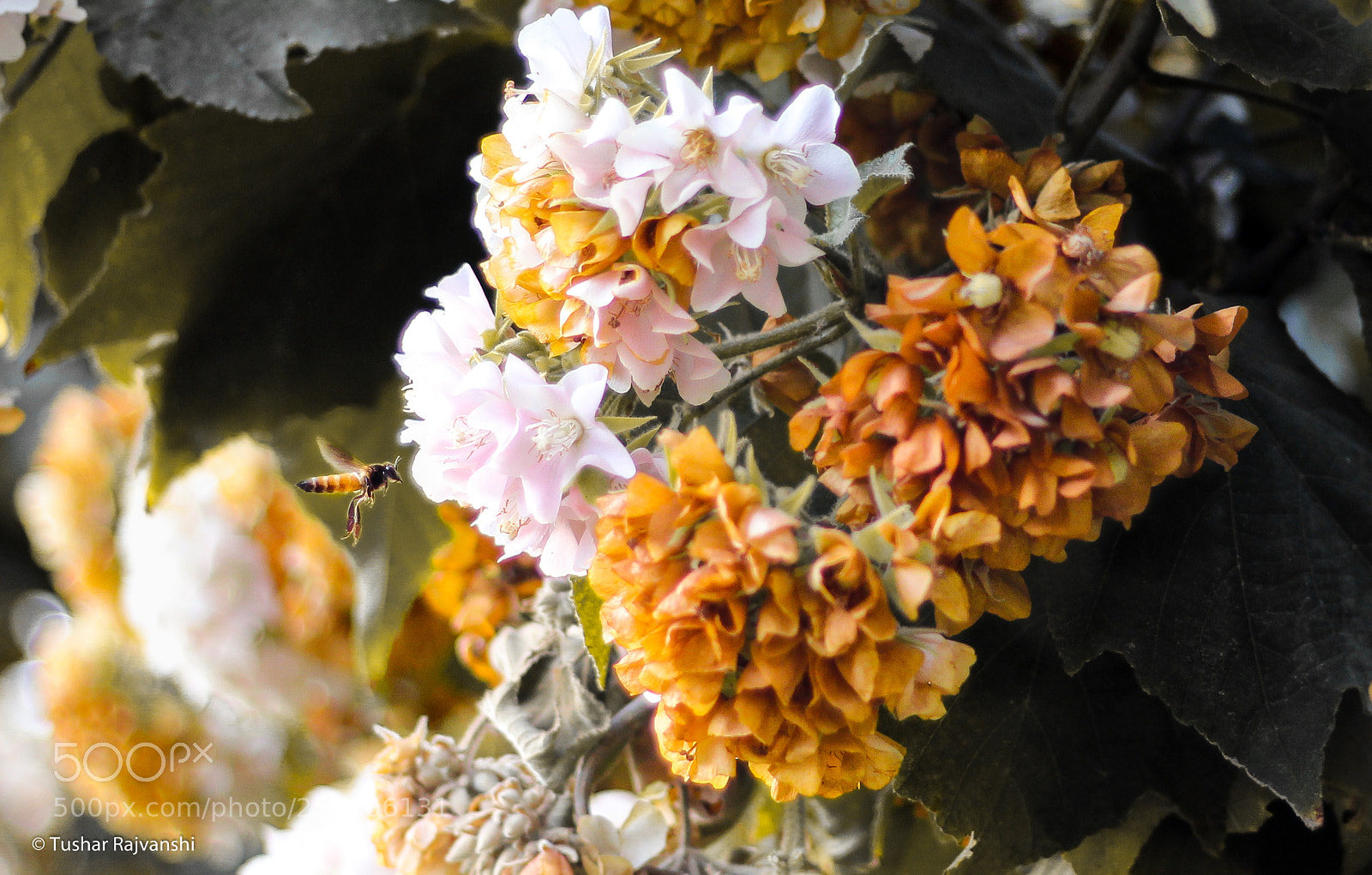 Canon EOS 1200D (EOS Rebel T5 / EOS Kiss X70 / EOS Hi) sample photo. Bee and blossom photography