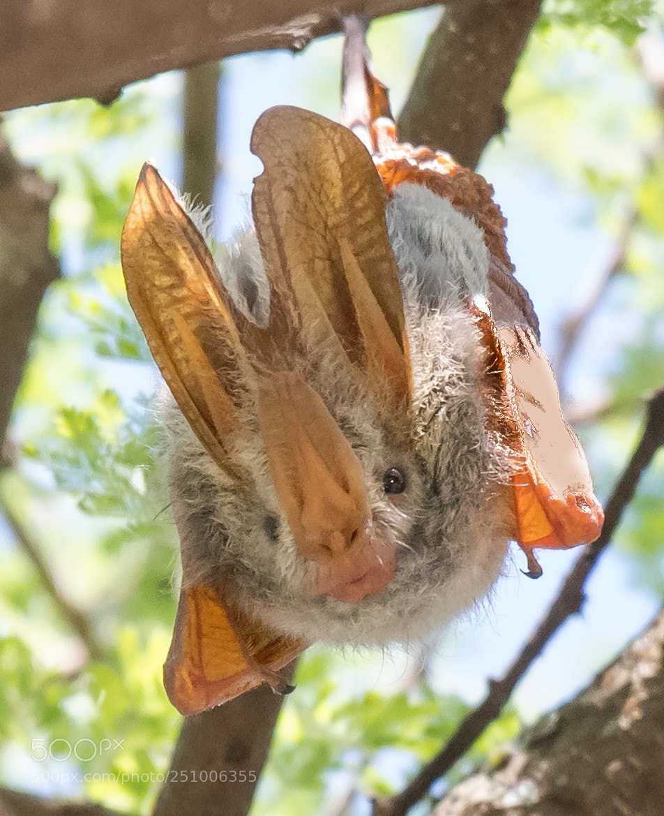 Nikon D5 sample photo. Yellow winged bat photography