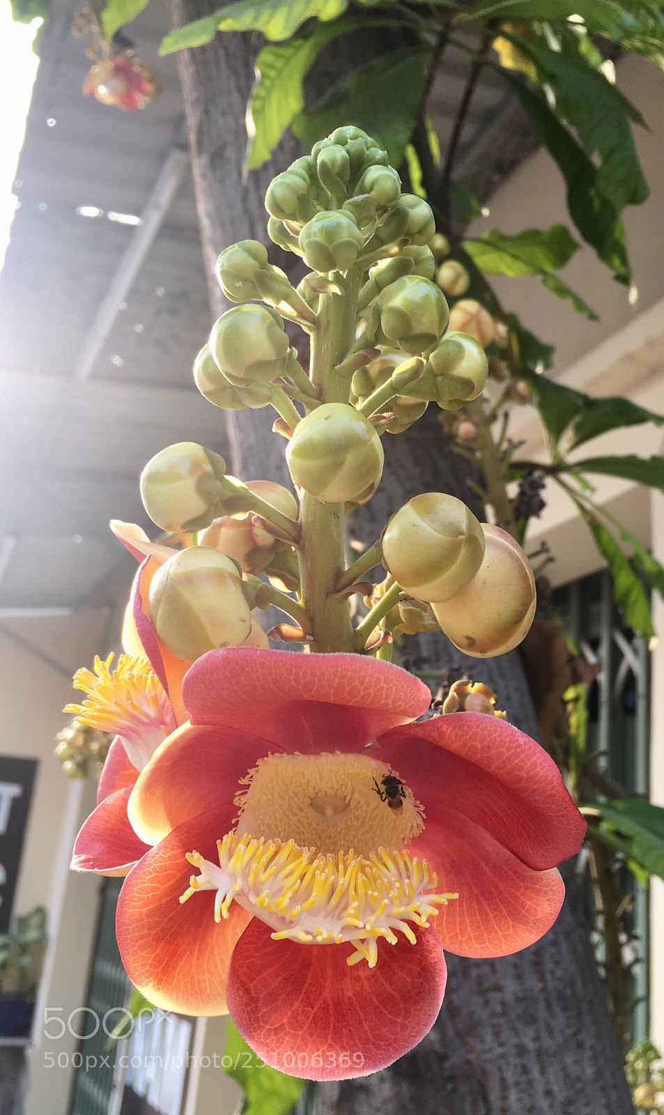 Apple iPhone 6s sample photo. Sala: sorrowless flower photography