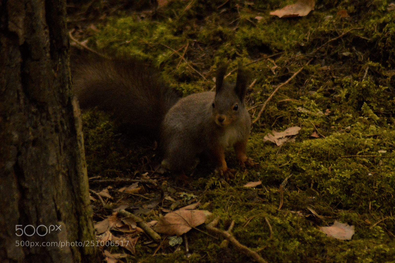 Nikon D3200 sample photo. Squirrel on the ground photography