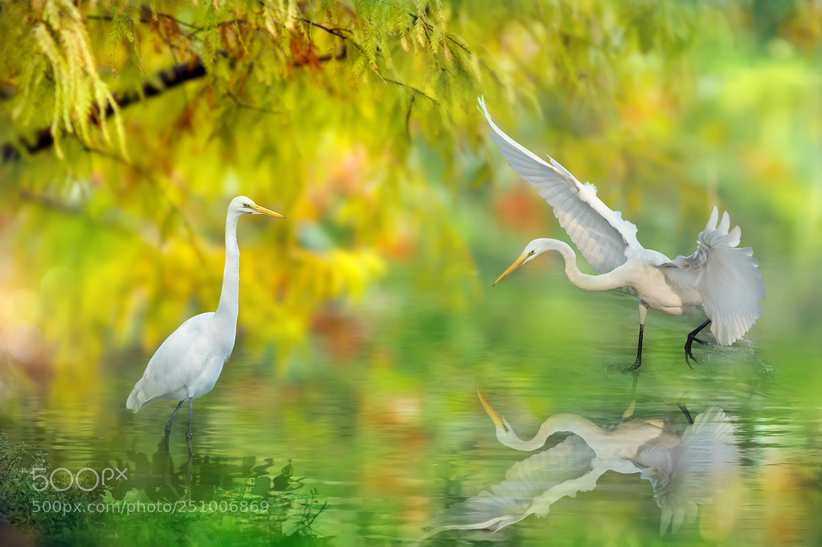 Sony SLT-A77 sample photo. ～ great egret ～ photography